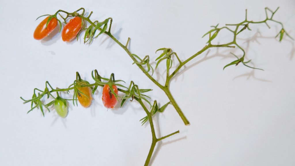 なんだか実付きが悪いミニトマト