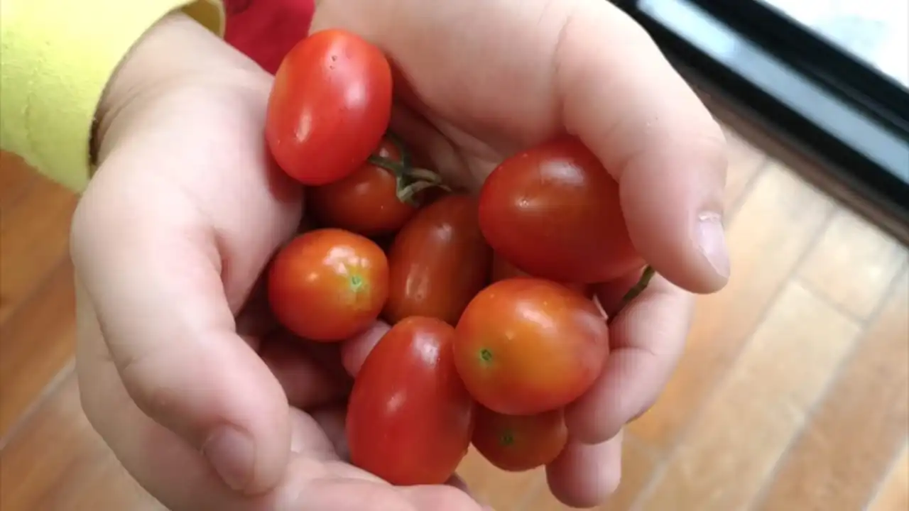 収穫したミニトマト