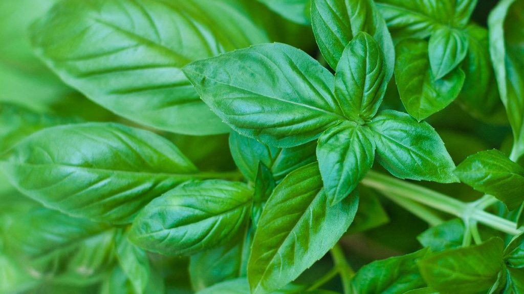 スイートバジル