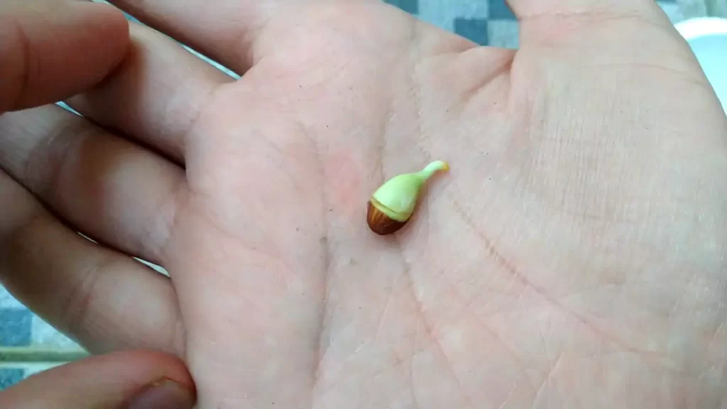 根が伸び始めた梅の種