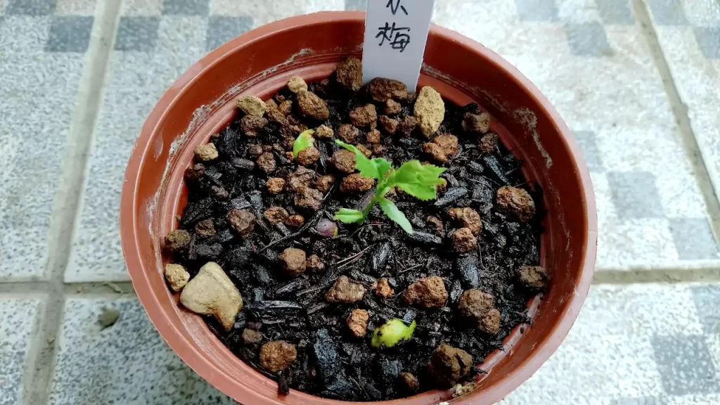 発芽した梅　2021年6月