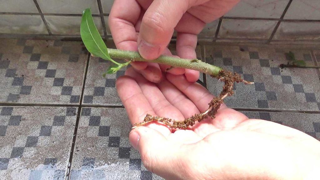 発根した夜香木（ナイトジャスミン）の挿し穂