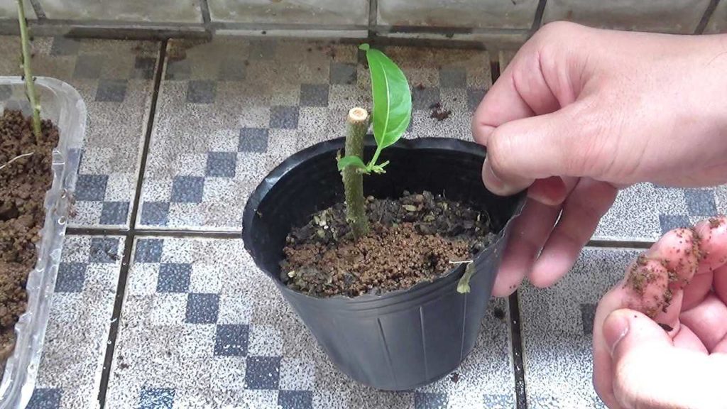 独立させた夜香木（ナイトジャスミン）の挿し木