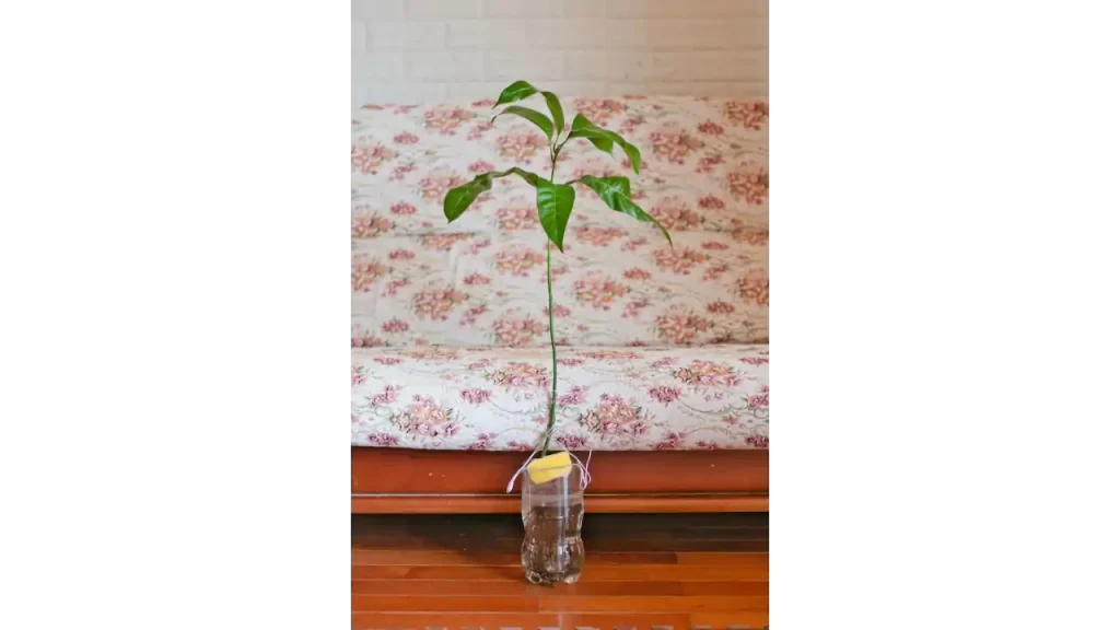 2021年に水耕栽培だけで大きくしたマンゴー