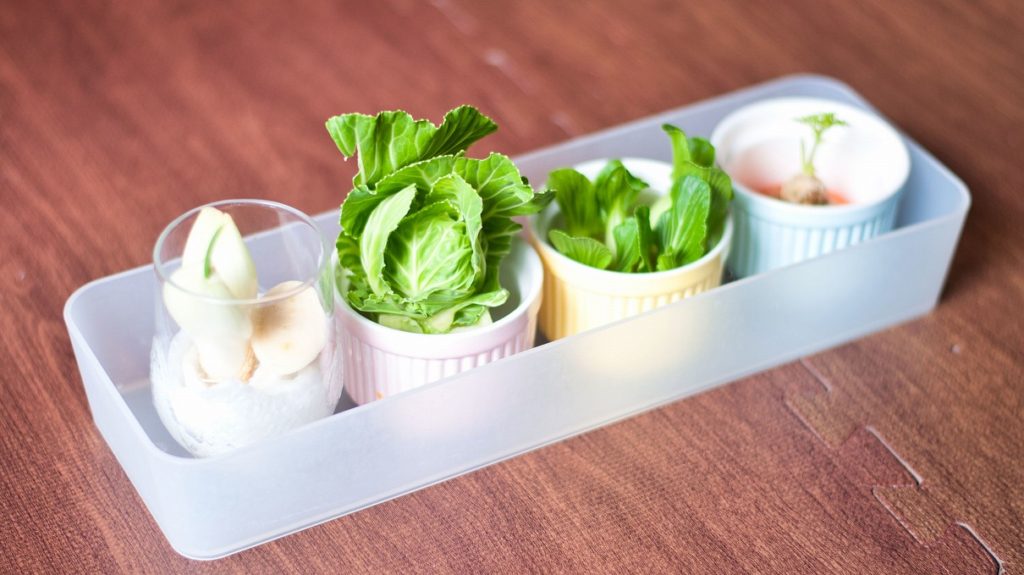 野菜の再生栽培