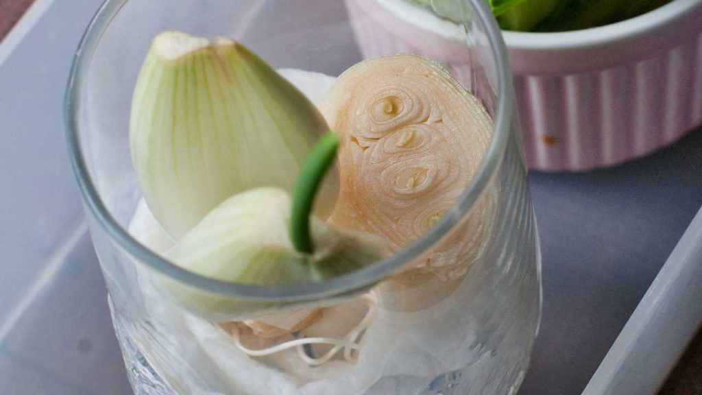 タマネギの再生栽培