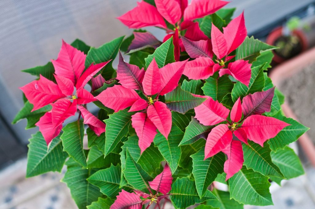 短日処理を開始してから50日経過したポインセチア