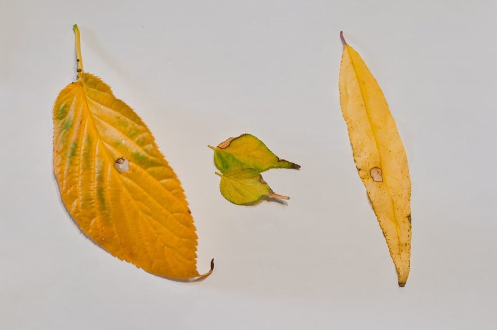 左から桜、梅、桃の落ち葉
