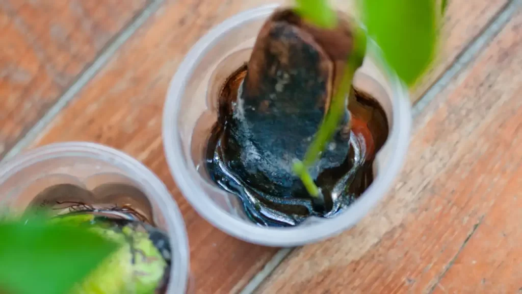黒くなる水とマンゴーの種