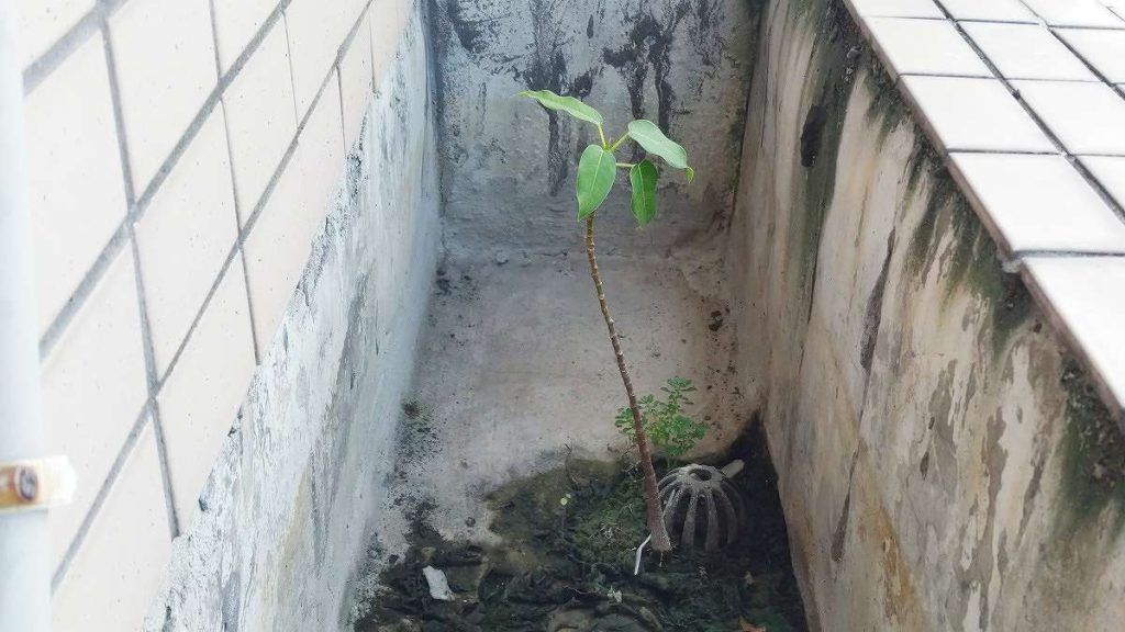 アコウの木(小)