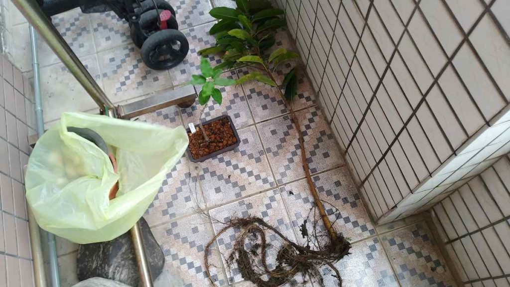 アコウの木(大)