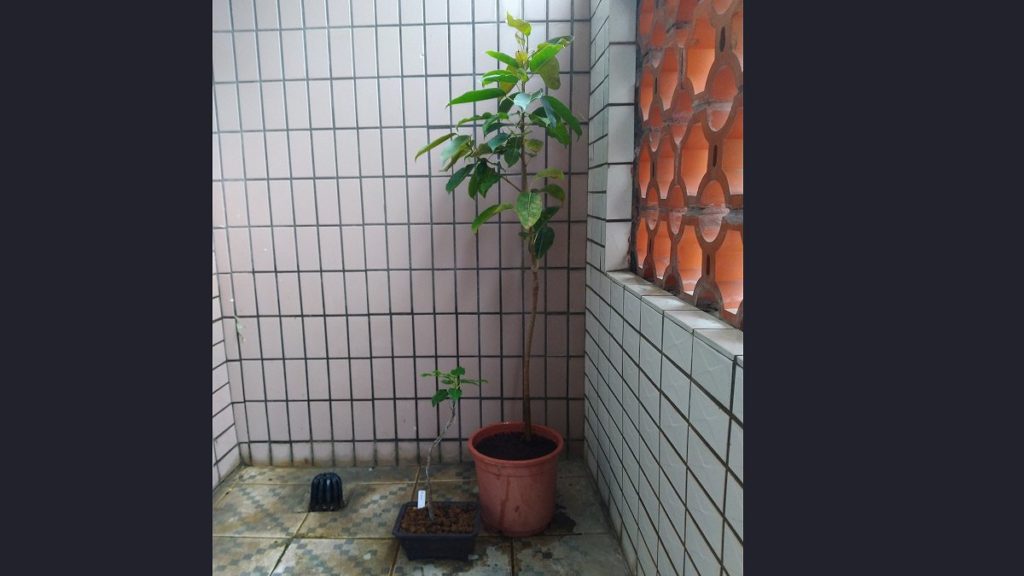 アコウの木(大)