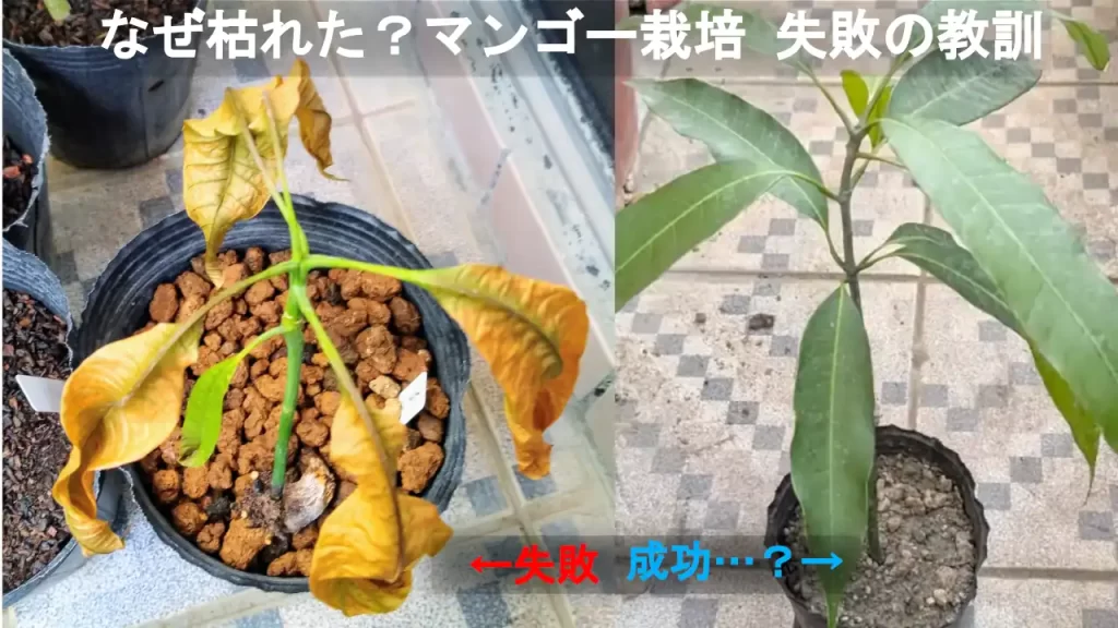 枯れたマンゴーの木（左）と青々としたマンゴーの木（右）