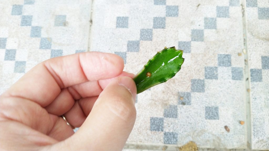 たぶん子宝弁慶草の葉っぱ