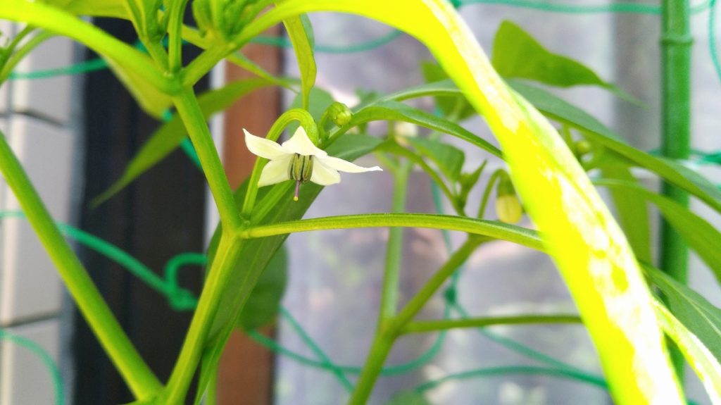 唐辛子の花