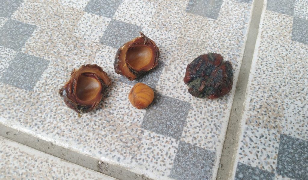 殻を割った蟠桃の種