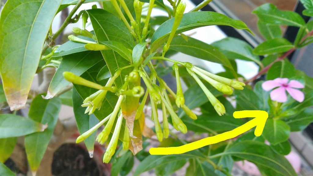 夜香木の隣に生えていたニチニチソウ