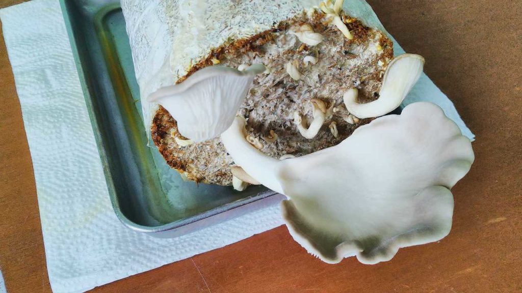 無事に発生したキノコ