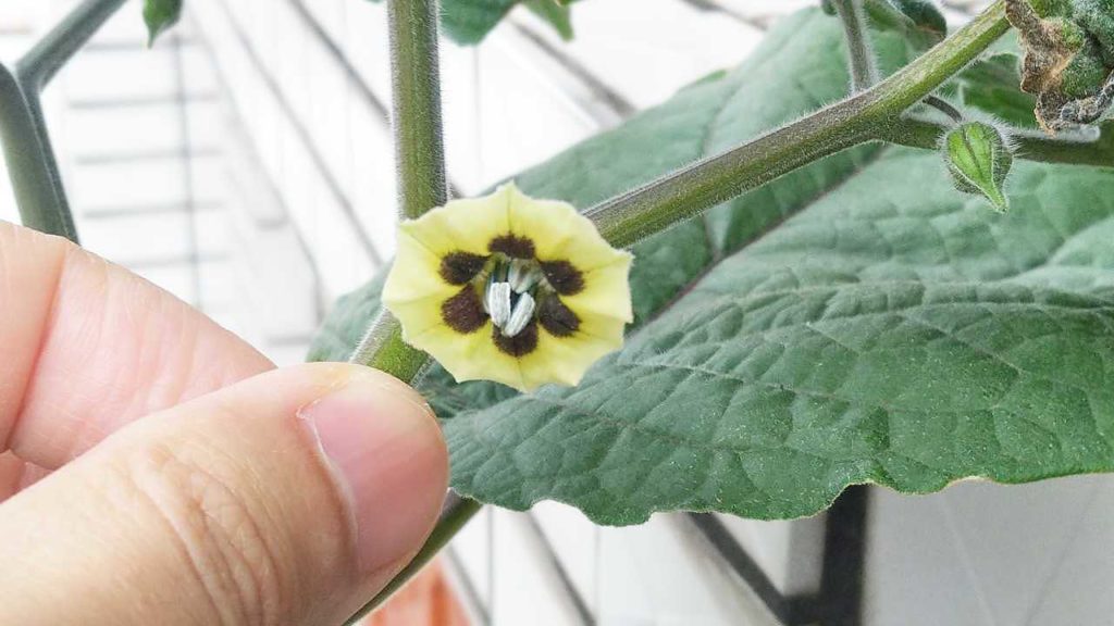 食用ホオズキの花