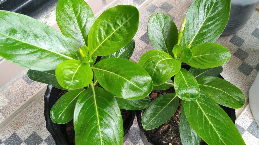 挿し木したニチニチソウ