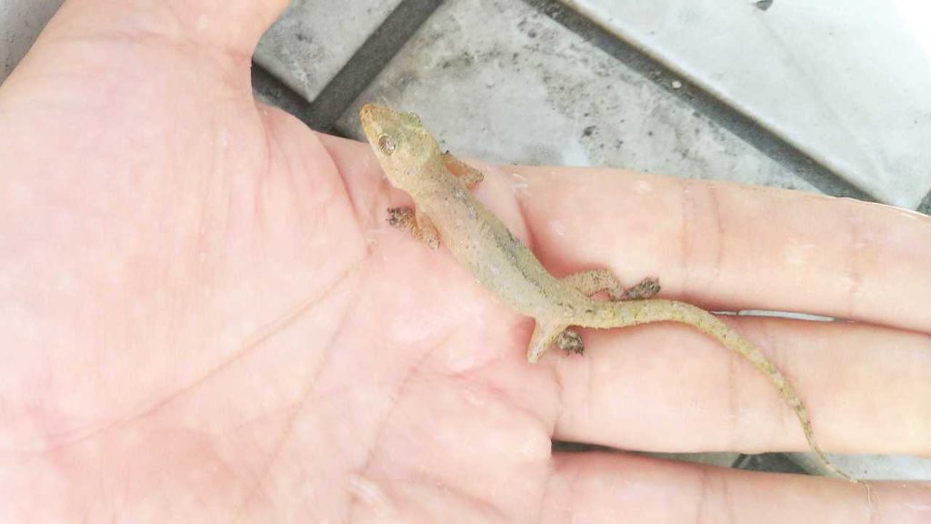 粘着シートに付着していたヤモリ