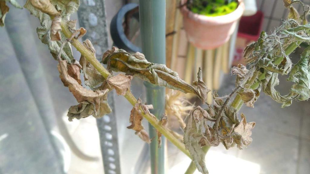 病気の可能性があるトマトの葉