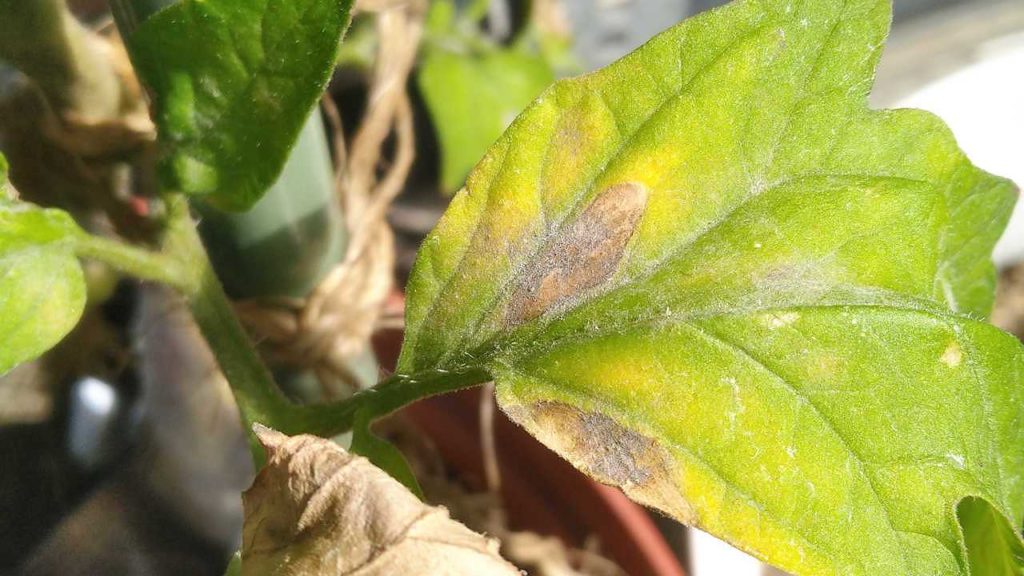 病気と思われるトマトの葉