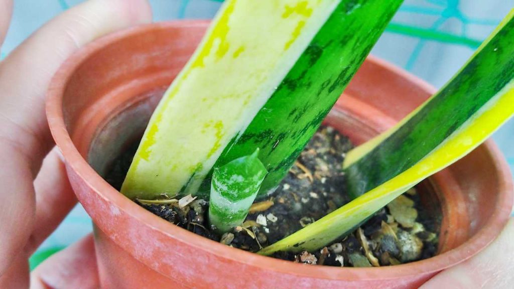 芽が出た葉挿しのサンスベリア