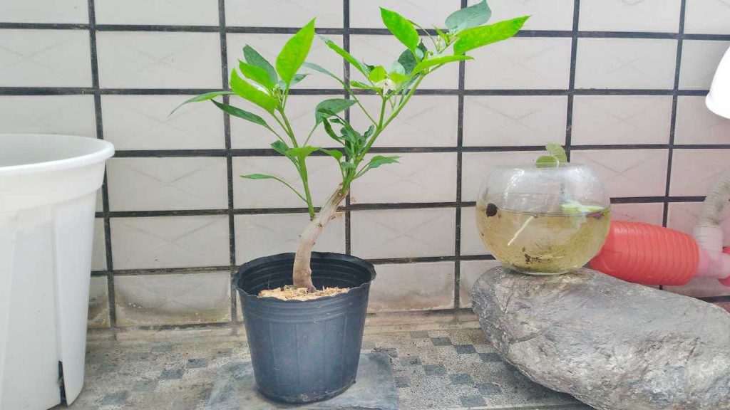 2023年5月下旬の冬越し唐辛子の様子