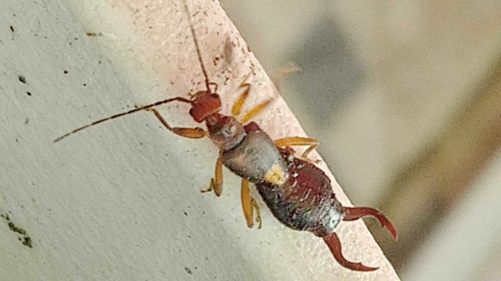 台湾のハサミムシ