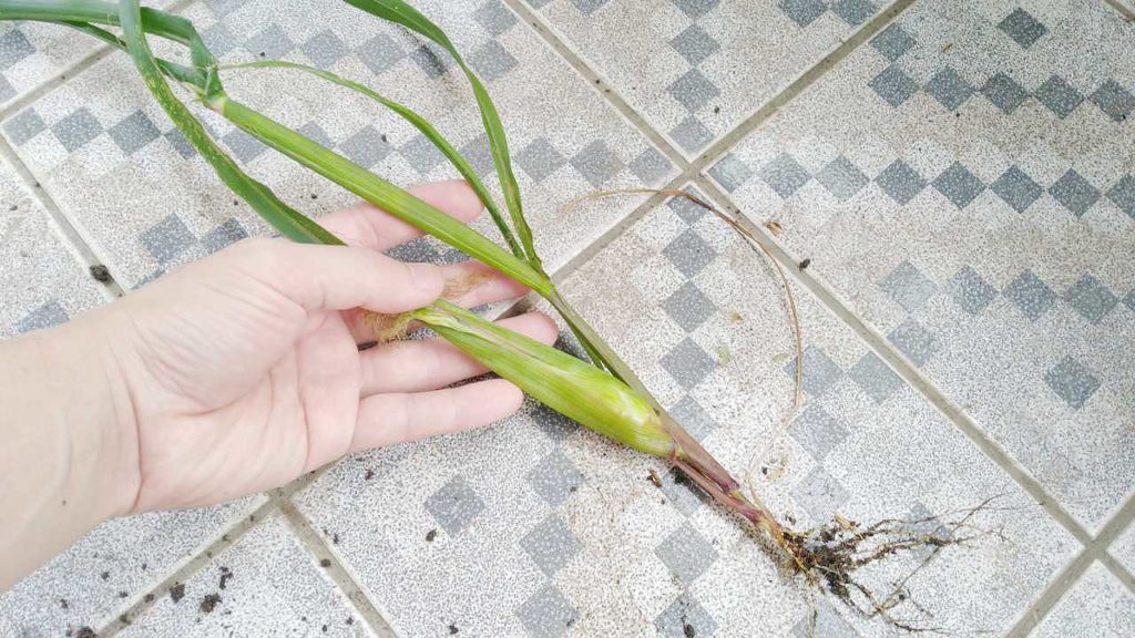 トウモロコシ撤収