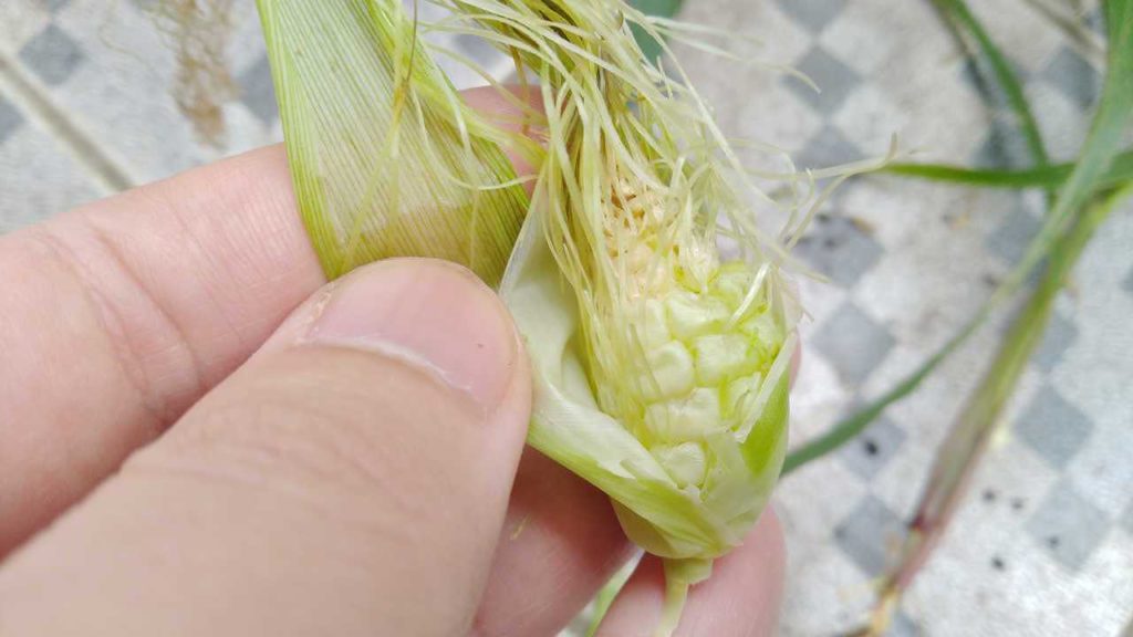 撤収したトウモロコシ栽培