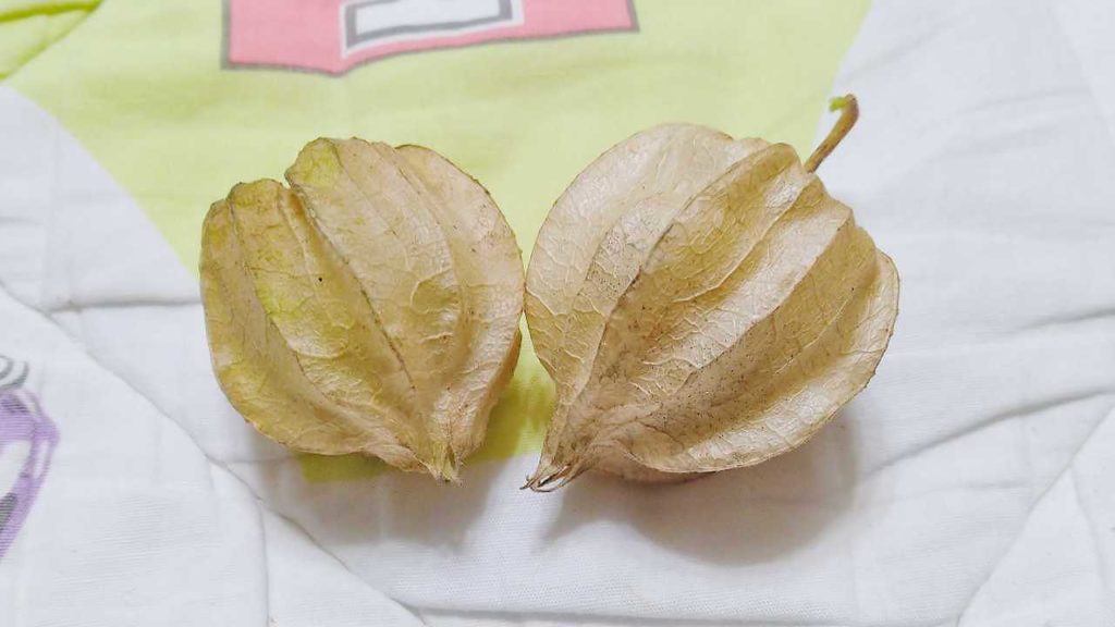 初めて収穫した食用ほおずき