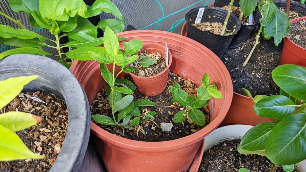 2023年7月のキキョウ（桔梗）