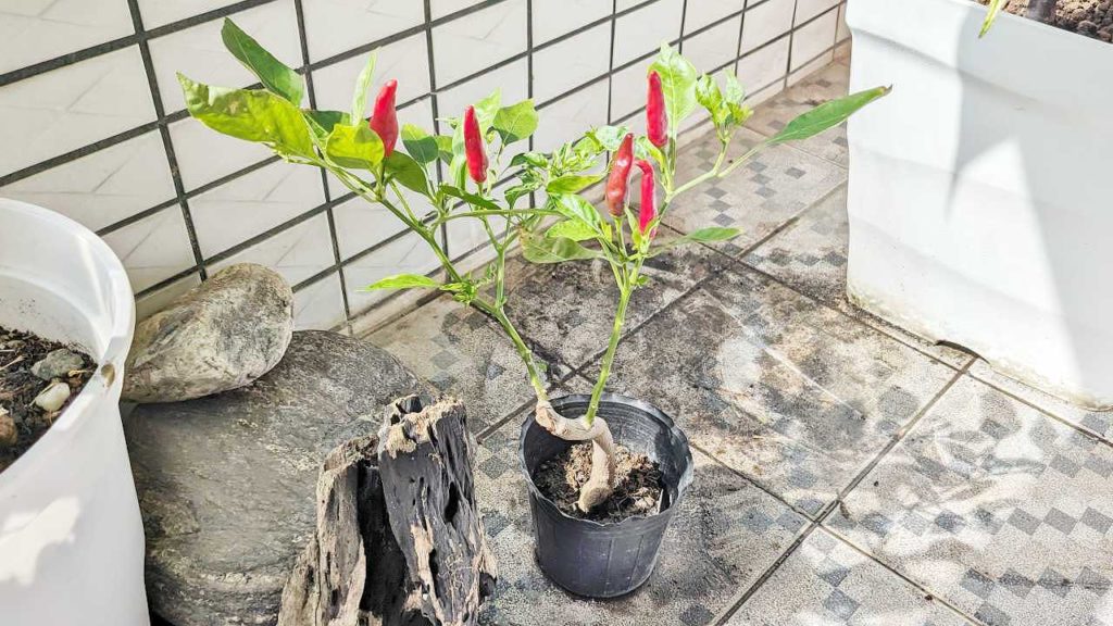 2023年7月の唐辛子の様子