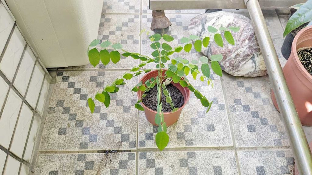 2023年7月ごろのスターフルーツの木