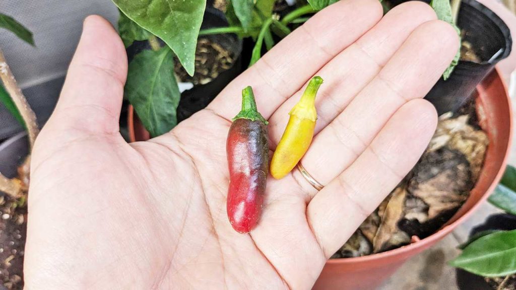 熟したハラペーニョの実