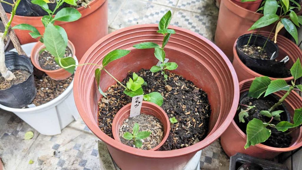 2023年9月のキキョウ（桔梗）