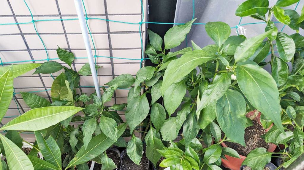 ベランダで育てているハラペーニョ