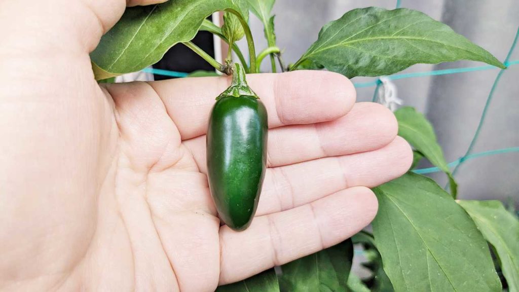 ベランダで育てたハラペーニョ