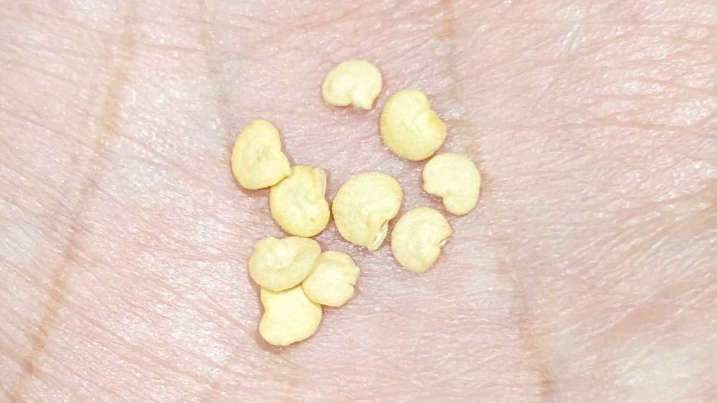 購入したハラペーニョの種