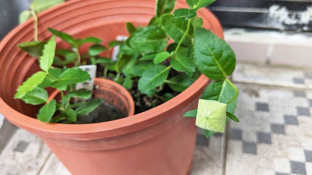 2023年12月に蕾を付けたキキョウ（桔梗）