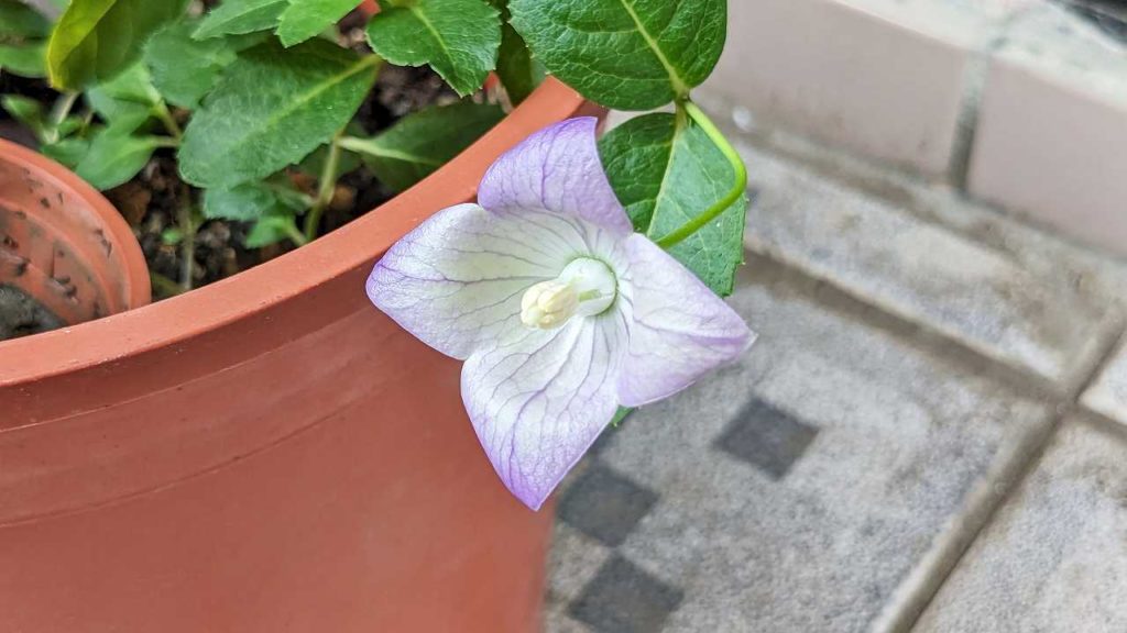 種から育てたキキョウ（桔梗）の花