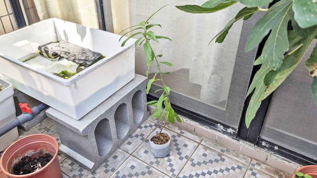 発芽から一年経過した蟠桃