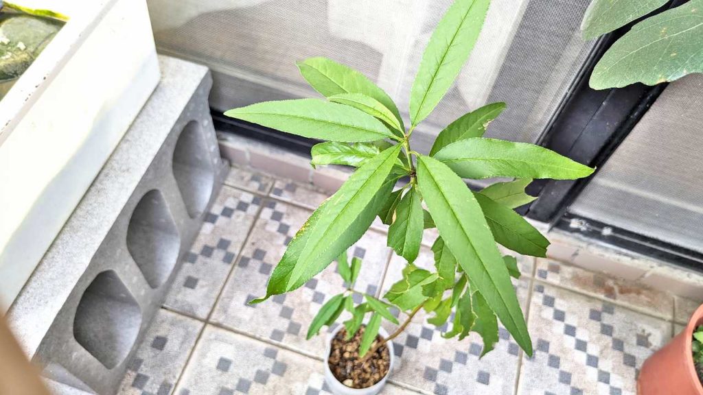 発芽から一年経過した蟠桃
