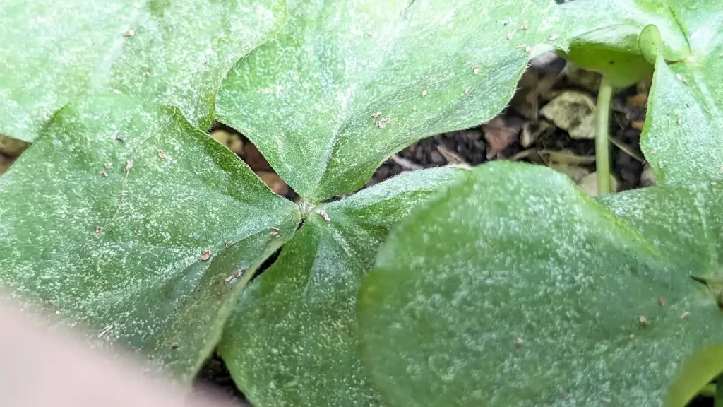 ハダニの被害が著しいムラサキカタバミの葉