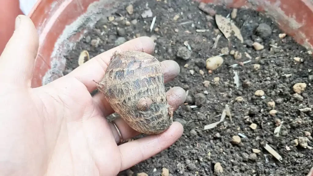 里芋を土に埋めるところ