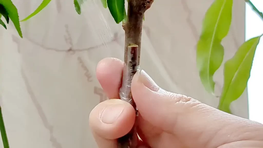 種から育てている梅の木に杏梅を接ぎ木しているところ　2024年2月