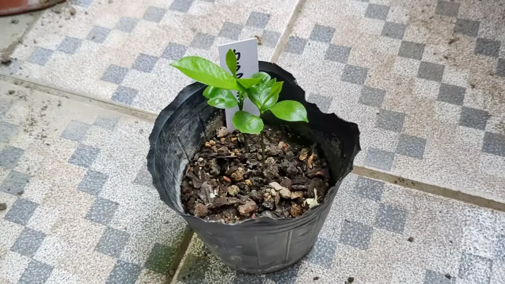 発芽した後のカラマンシー（2024年4月ごろ）