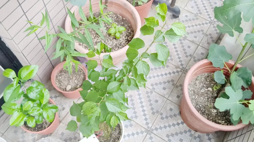 生長が止まった胭脂梅（2024年4月ごろ）